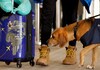 Брачен пар бара враќање на парите од авиокомпанија затоа што седеле до куче