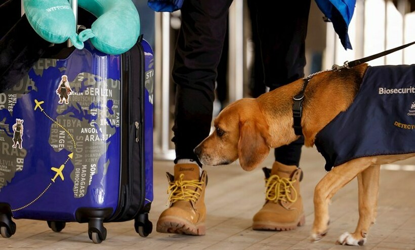 Брачен пар бара враќање на парите од авиокомпанија затоа што седеле до куче