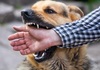 Постои решение за кучињата-скитници во Скопје, ама чини пари