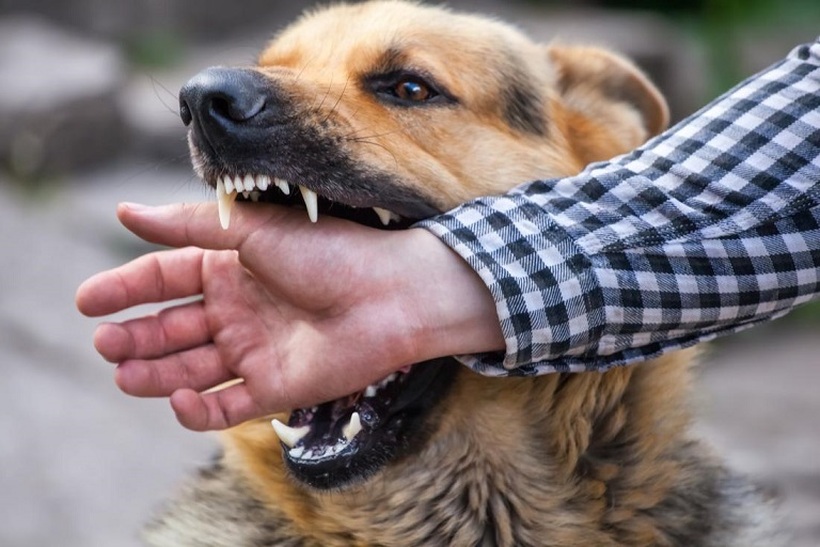 Постои решение за кучињата-скитници во Скопје, ама чини пари