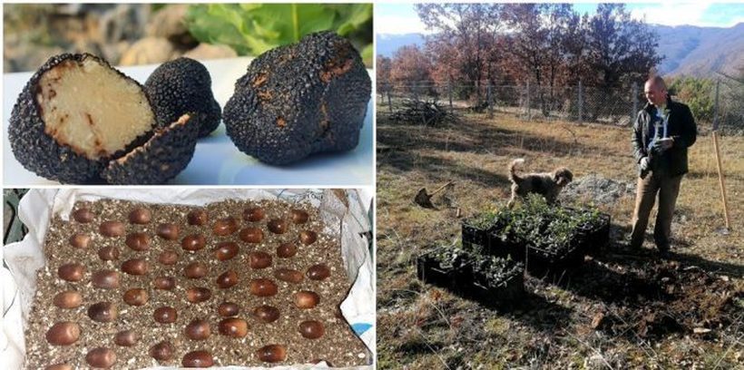 Цената им стигнува и до 1500 Евра. Еве каде во Македонија се одгледуваат тартуфите!