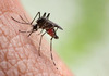 Еве која крвна група е „најслатка“ за комарците