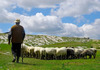 Изумира сточарството во Македонија – си ја сечеме ли гранката на којашто седиме?