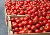 Расте цената на доматите – цената на килограм на големо од 130 до 150 денари