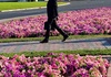 Општините ги садат, граѓаните ги корнат – кој ги краде цвеќињата од булеварите и парковите?