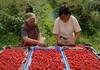 „ПОВЕЌЕ МИ СЕ ИСПЛАТИ ДА БЕРАМ МАЛИНИ ВО СРБИЈА, ОТКОЛКУ ГРОЗЈЕ ВО МАКЕДОНИЈА“: Берачите на грозје бараат повисока дневница