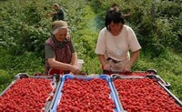 „ПОВЕЌЕ МИ СЕ ИСПЛАТИ ДА БЕРАМ МАЛИНИ ВО СРБИЈА, ОТКОЛКУ ГРОЗЈЕ ВО МАКЕДОНИЈА“: Берачите на грозје бараат повисока дневница