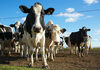Истражување: Кравите ќе даваат повеќе млеко ако слушаат народна музика!?