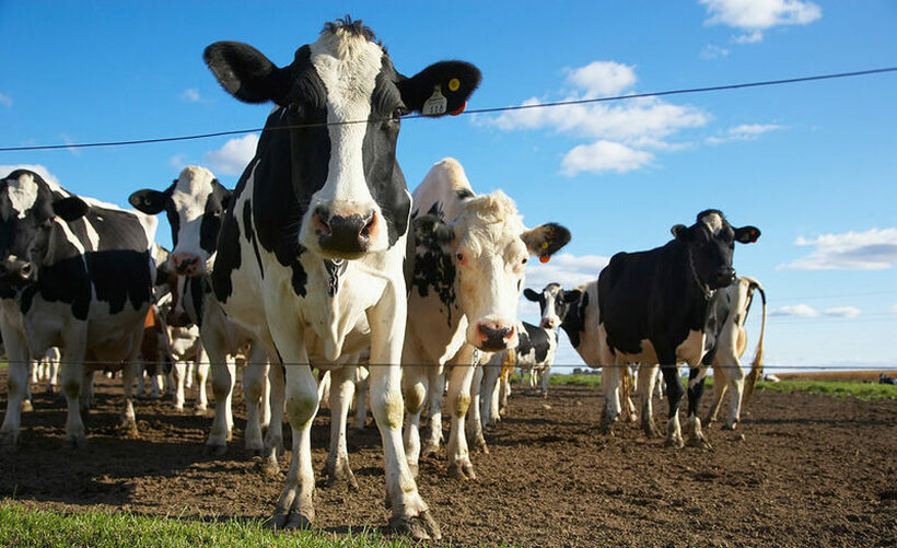 Истражување: Кравите ќе даваат повеќе млеко ако слушаат народна музика!?