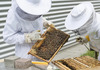 Како до успешно пчеларство во Македонија?