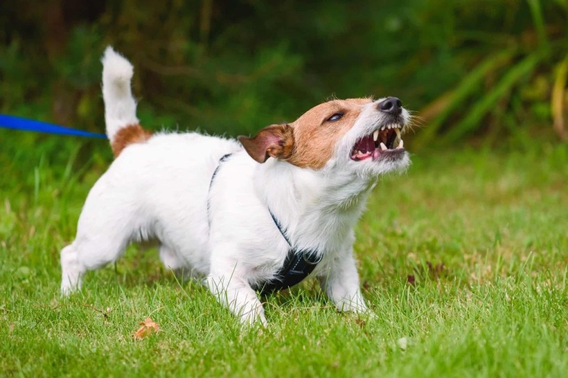 Кучето дава сигнали пред да нападне и касне
