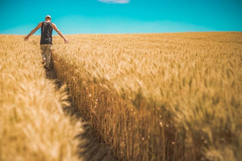 Вториот по големина светски производител на пченица го забрани извозот