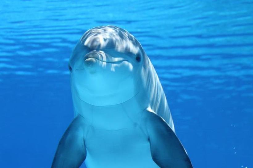 Уникатен пример за комуникација во животинскиот свет: Делфин се обидува да разговара со друг вид