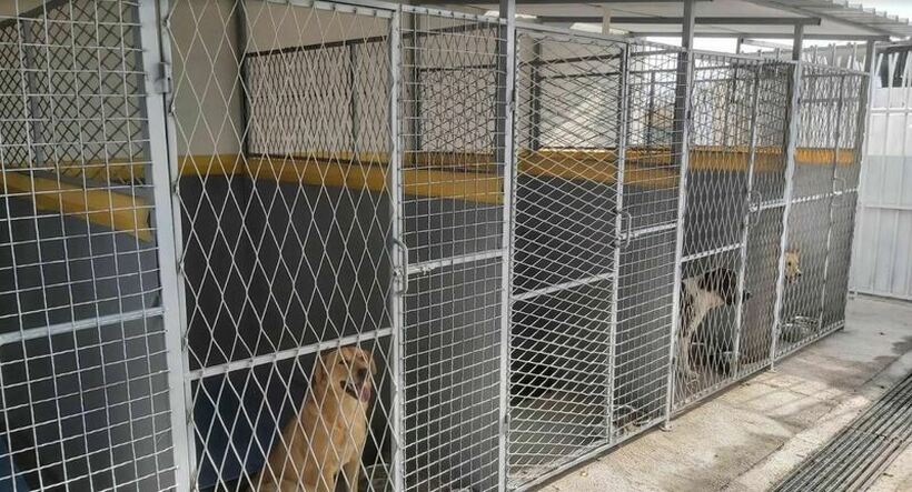 Отворен стационар за бездомни кучиња во Гевгелија