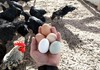 Што е постаро- кокошката или јајцето? Научниците имаат одговор на вечното прашање