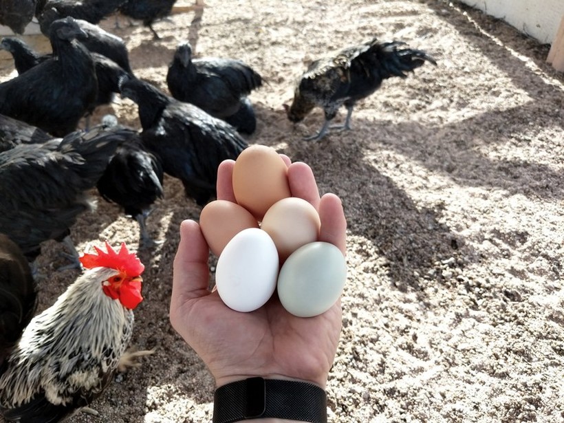 Што е постаро- кокошката или јајцето? Научниците имаат одговор на вечното прашање