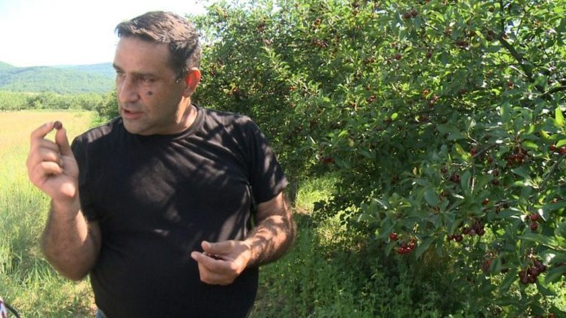 Овоштарот Рајко го подарува целиот свој род вишни - Кој сака може да отиде и да си набере колку му е потребно