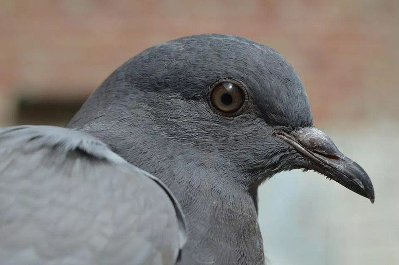 Полицијата ослободи гулаб осомничен за шпионажа