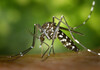 Во Европа има се повеќе комарци кои пренесуваат опасни вируси