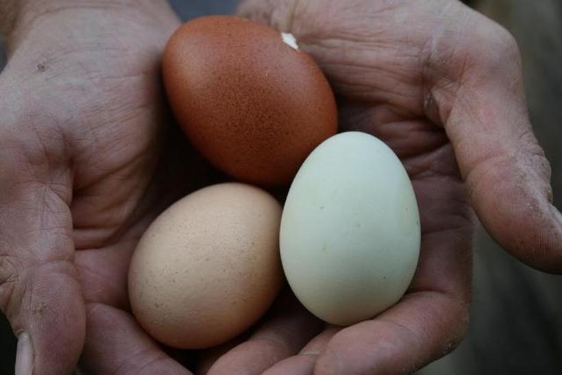 Бело или кафено јајце? Која е разликата?