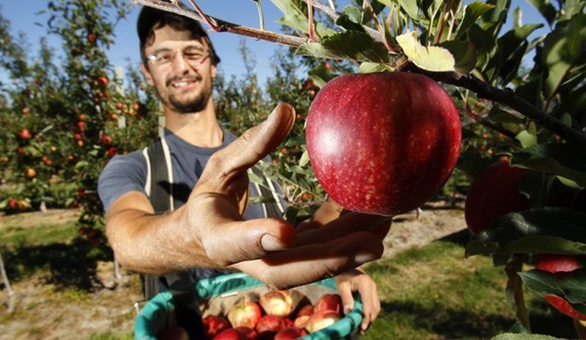 Дневница од 160 евра за собирање на јаболка: Како до работа како странец во Нов Зеланд?