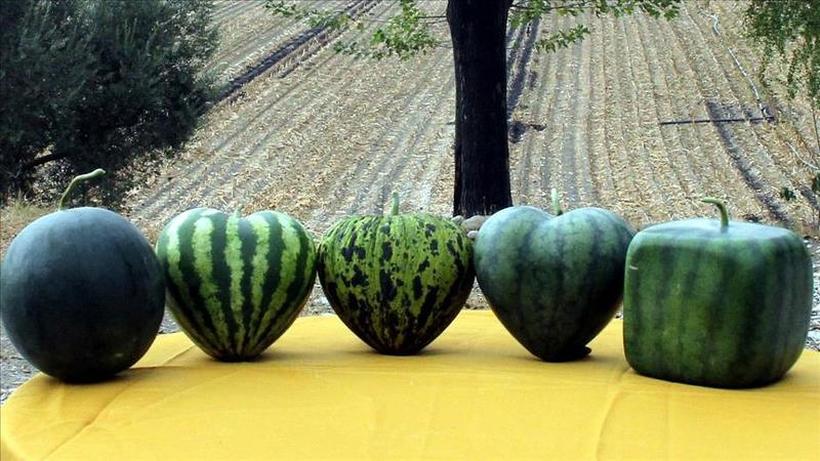 Бизнис на иднината: Неколку лубеници во облик на срце вредат колку стан во Скопје