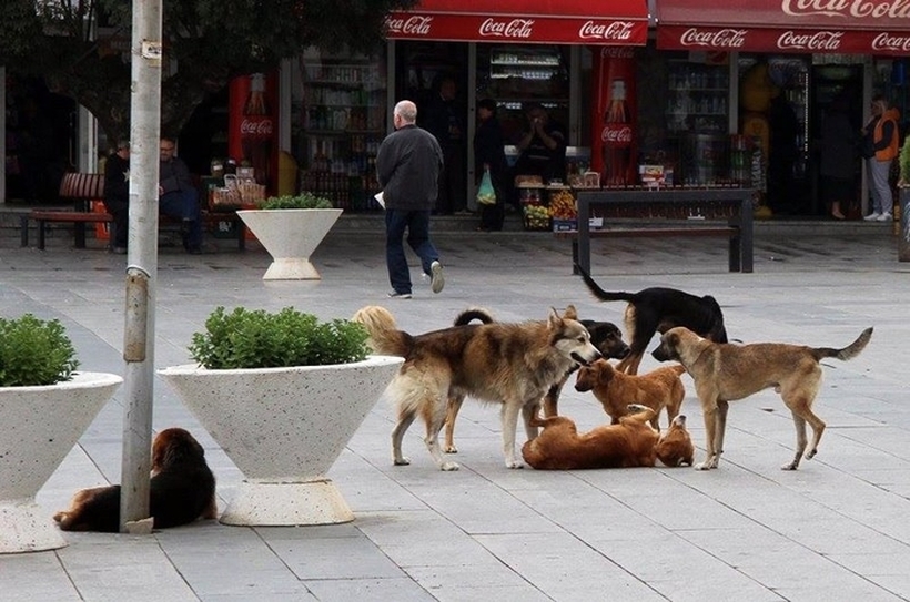 Град Скопје исплаќа отштета: Еве колку пари ќе добиете ако ве касне куче!