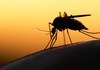 2 милијарди генетски модифицирани комарци ќе бидат пуштени во Калифорнија и Флорида