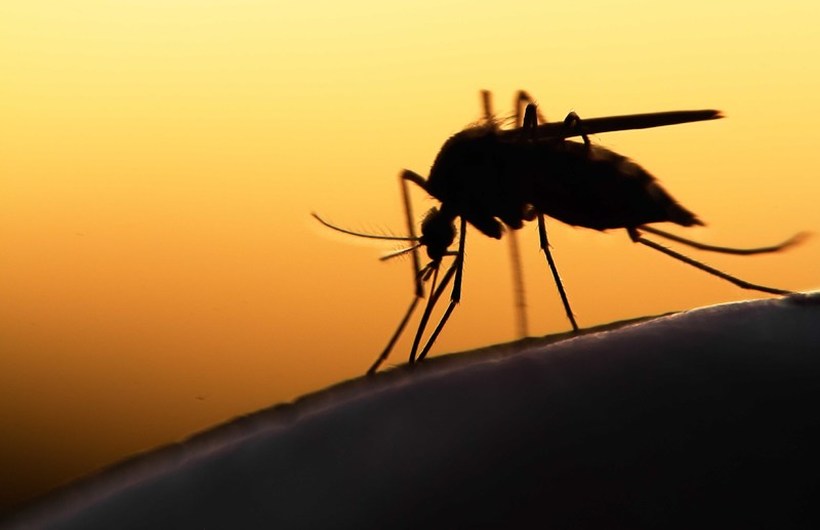2 милијарди генетски модифицирани комарци ќе бидат пуштени во Калифорнија и Флорида