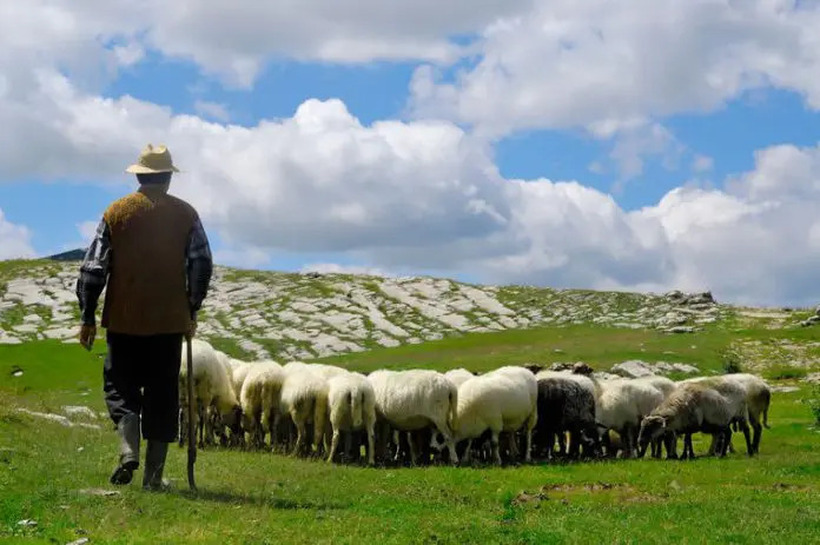 „Не сум богат, ама сум среќен“ – како е да се биде овчар во Македонија?
