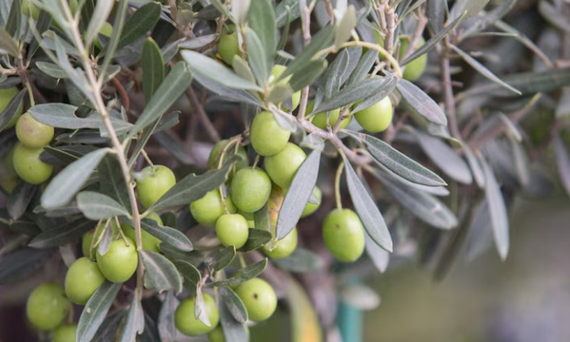 Некој сади домати и краставици, а некој маслинки – колку се исплати овој бизнис во Македонија?