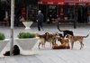 Град Скопје направи измени: Ако ве касне улично куче, еве како ќе се решава случајот