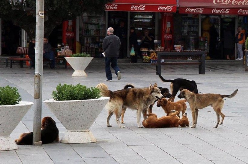 Град Скопје направи измени: Ако ве касне улично куче, еве како ќе се решава случајот