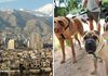 Чувањето домашни миленици во Иран наскоро казниво со закон