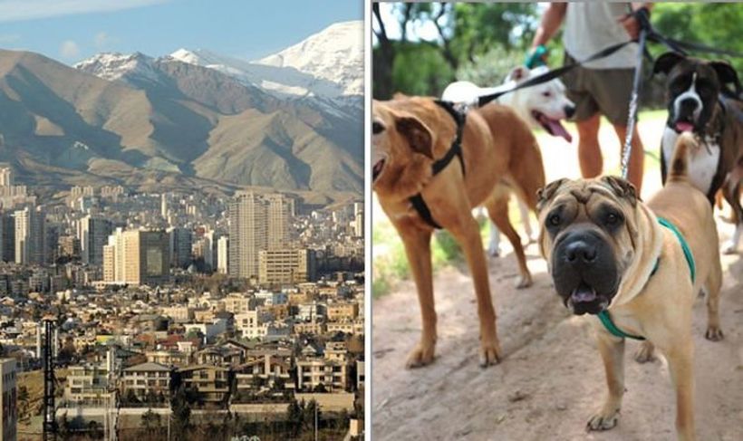 Чувањето домашни миленици во Иран наскоро казниво со закон