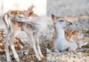 ПРЕСЛАТКО: Бебе елен-лопатар се роди во ЗОО Скопје