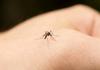 Овие 4 групи луѓе се магнет за комарци - оваа крвна група не може да се спаси од нив
