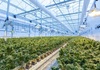 НЈСК Холдинг ја доби првата лиценца за извоз на сув цвет од канабис на пазарот на ЕУ