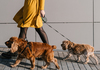 ChatGPT им ја „украде“ работата: Сега шетаат кучиња и поправаат климатизери