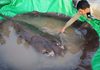 Најголемата слатководна риба на светот пронајдена во Меконг