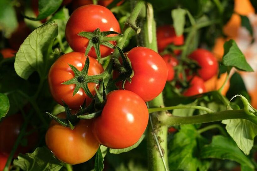 Како да препознаете дали доматот е прскан: Ова се сигурни показатели