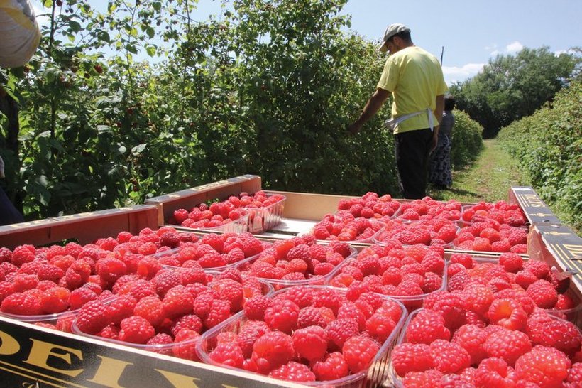 За берење малини во Србија плаќаат по 4.000 денари на ден, плус стан и храна