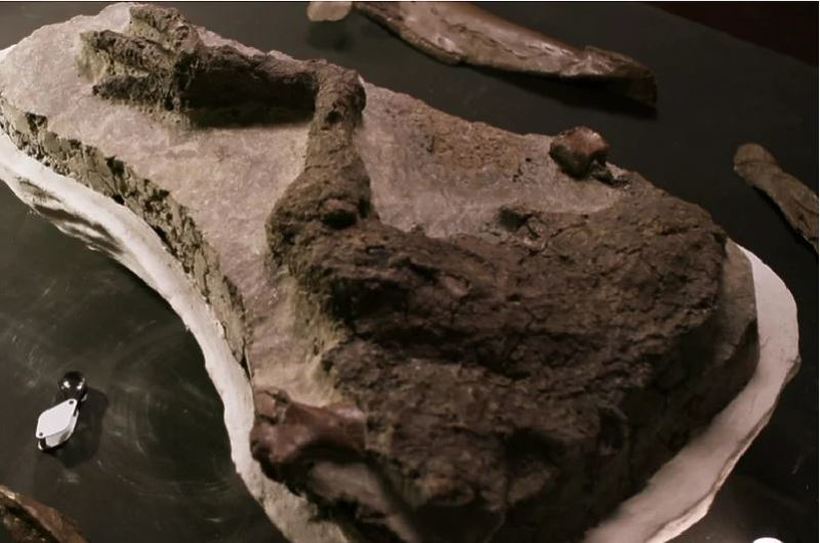 Пронајден првиот фосил од диносаурус директно поврзан со удар на астероид