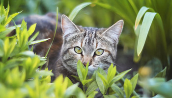 Мачките во германски град во "домашен притвор" поради загрозен вид на птици