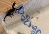Австријка по одморот во Хрватска пронашла 18 скорпии во својот куфер