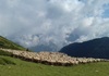 ВИСОКА ПЛАТА БЕЗ НИКАКВО ОБРАЗОВАНИЕ: Недостиг од овчари за 1.000 евра месечно, со платена храна, сместување и интернет