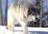 Волкот сѐ уште се смета за штетник и е легална мета за чие убивање се добива и награда