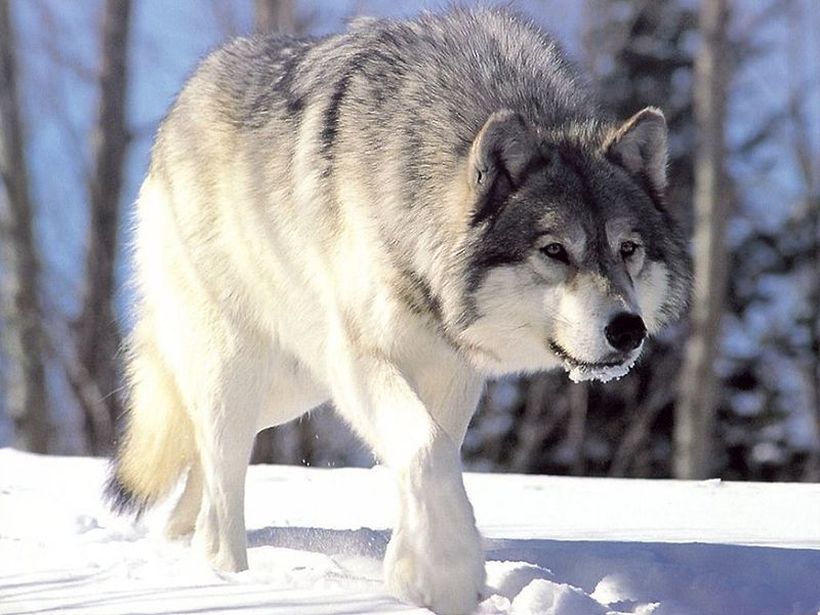 Волкот сѐ уште се смета за штетник и е легална мета за чие убивање се добива и награда
