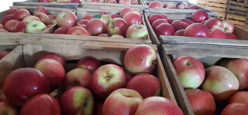 Берачите ги плаќаат по 2.000 денари, а јаболката ги продаваат едвај по 10 денари за кило!