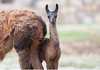 Среќна вест од скопската Зоолошка градина: Се роди бебе лама